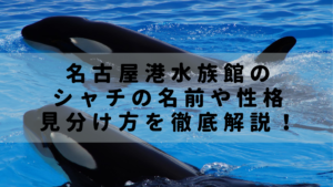 名古屋港水族館の絶対に見るべきショー3選 席についての注意点も Rashiku Like