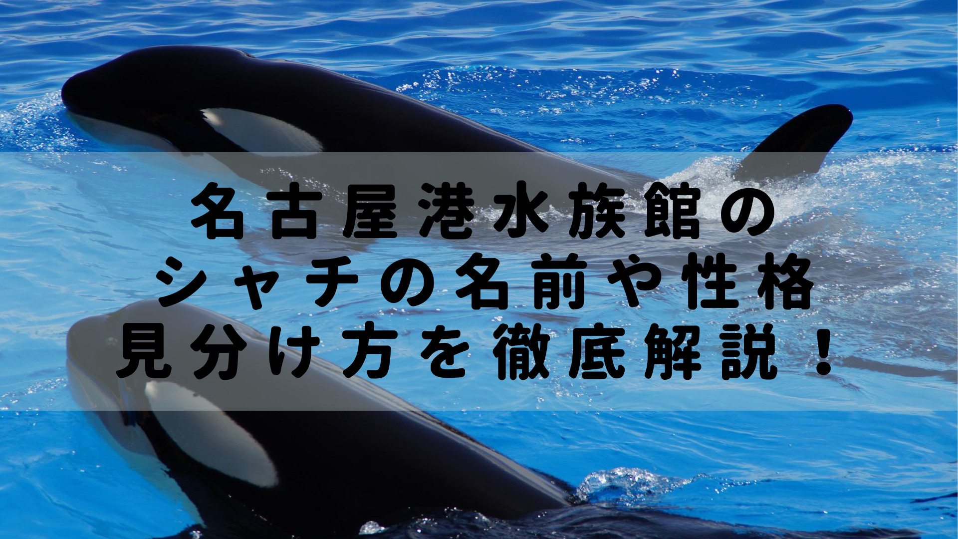図解 名古屋港水族館3頭のシャチの名前と性格 見分け方を完全解説 Rashiku Like