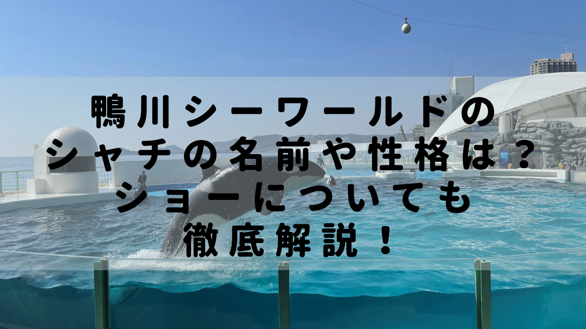 鴨川シーワールドのシャチの名前や性格は ショーについても徹底解説 Rashiku Like
