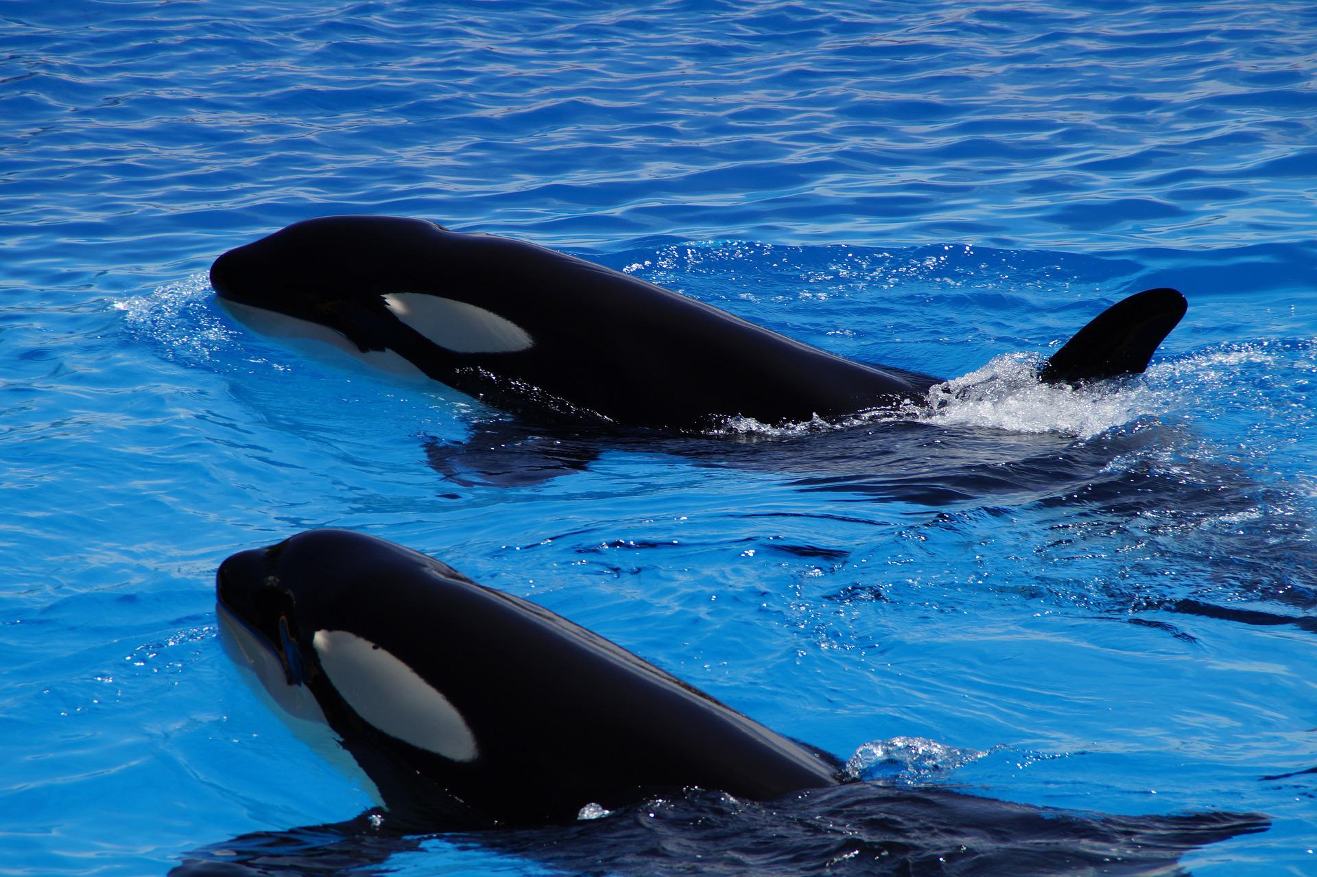 名古屋港水族館のシャチの名前や性格 見分け方を徹底解説 Rashiku Like