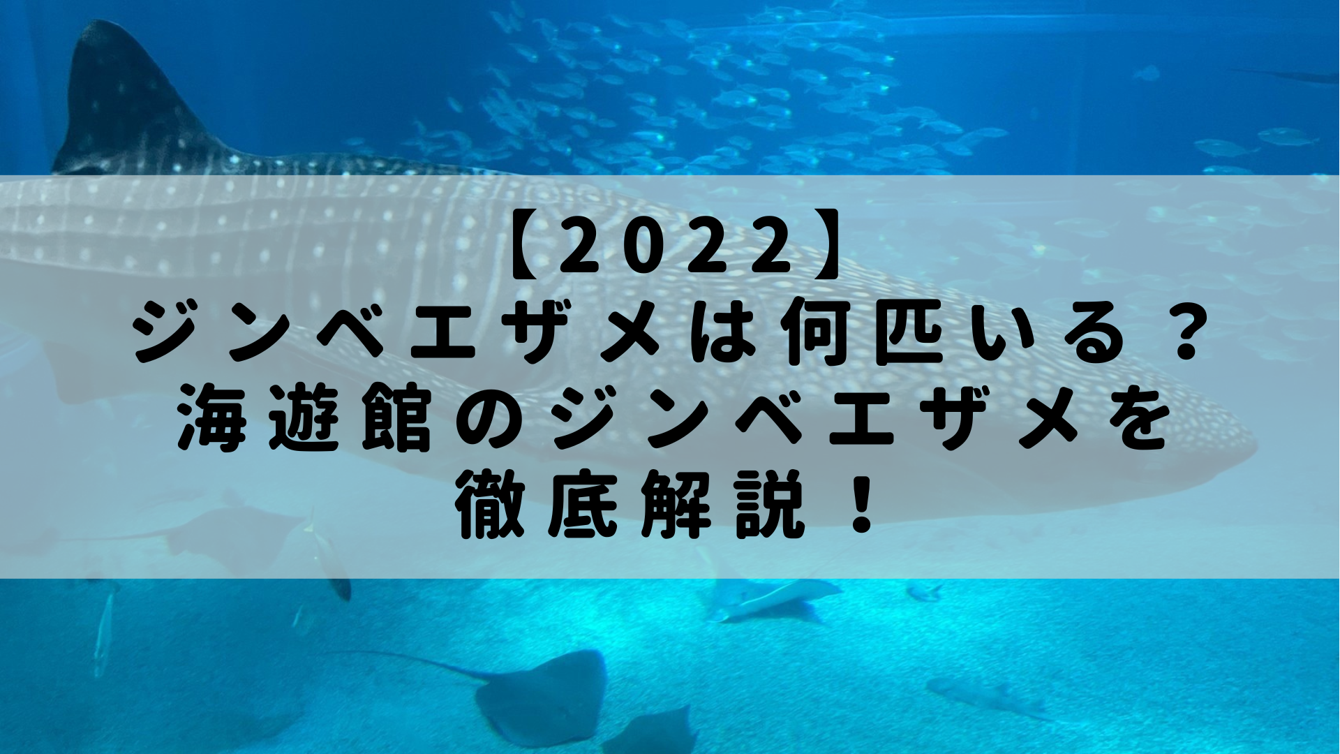 22 ジンベエザメは何匹いる 海遊館のジンベエザメを徹底解説 Rashiku Like