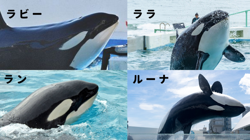 図解 鴨川シーワールド４頭のシャチの名前と性格 見分け方完全解説 ショーについても徹底紹介 Rashiku Like