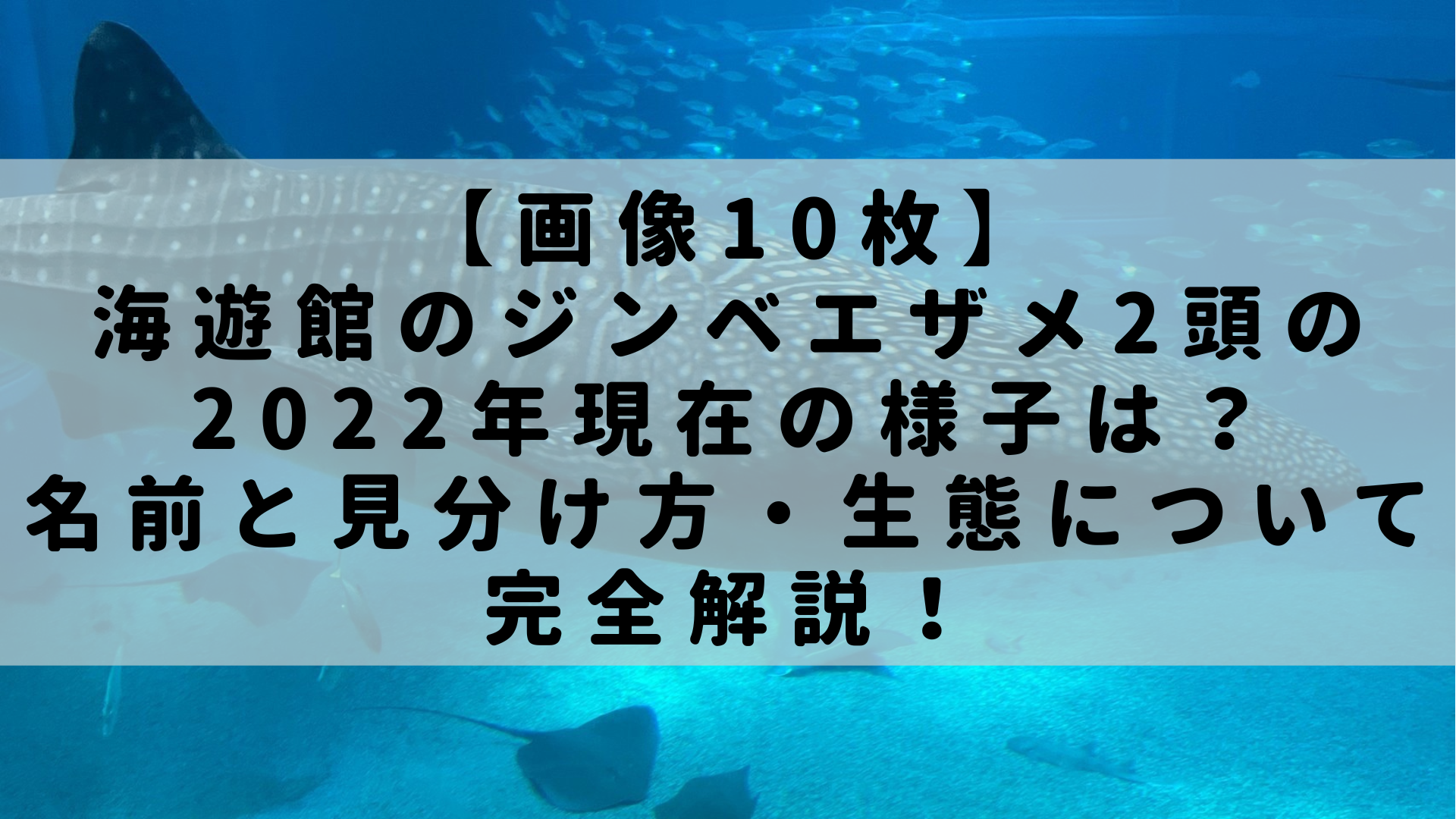 画像10枚 海遊館のジンベエザメ2頭の22年現在の様子は 名前と見分け方 生態について完全解説 Rashiku Like