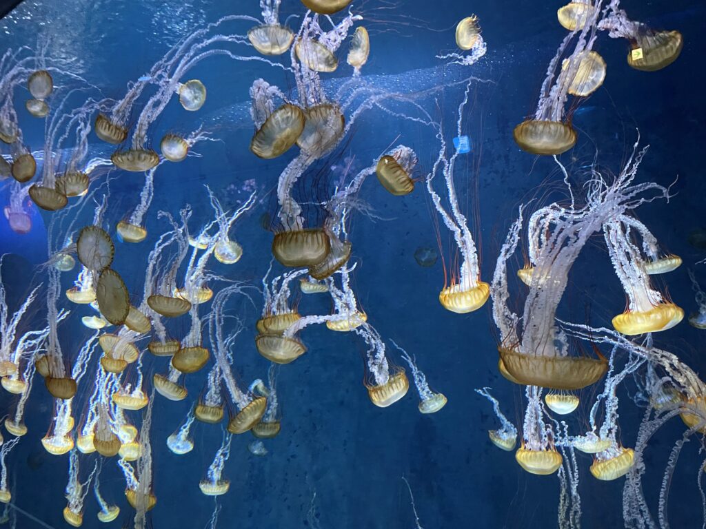 新江ノ島水族館のクラゲ水槽の画像