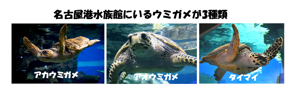 名古屋港水族館のウミガメは3種類