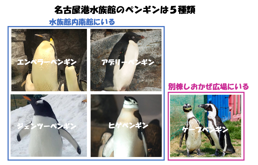 名古屋港水族館には5種類のペンギンがいるの画像
