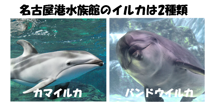 名古屋港水族館のイルカは2種類の画像
