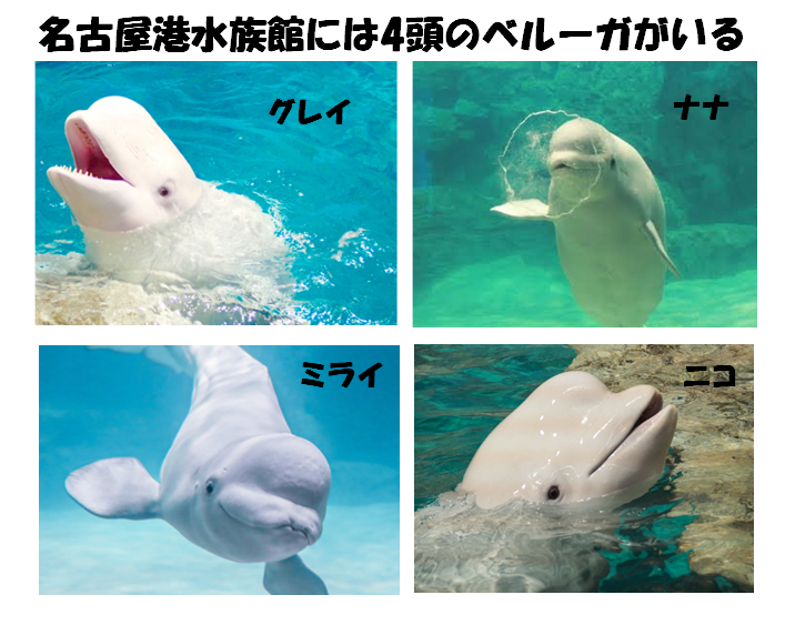 名古屋港水族館には4頭のベルーガがいるの画像