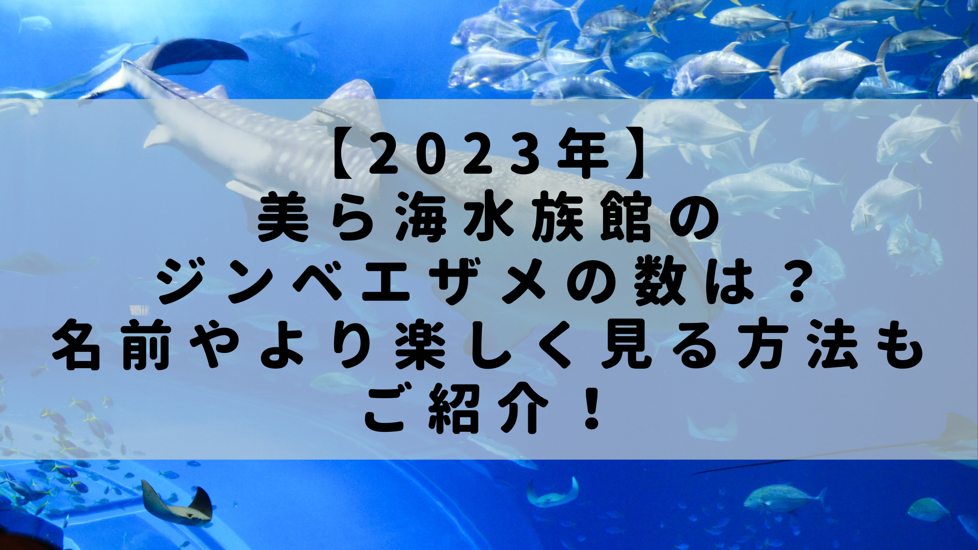 ジンベイザメ 日本に何匹？